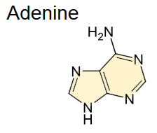 A single molecule of nucleic acid